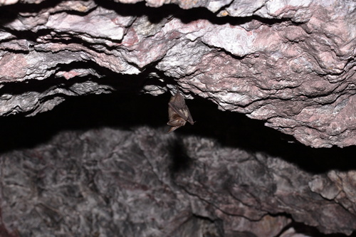 Corynorhinus townsendii