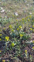 Euphorbia glareosa