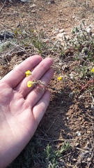 Helianthemum oelandicum orientale