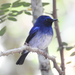 Hainan Blue Flycatcher - Photo (c) Sahana M, some rights reserved (CC BY-NC), uploaded by Sahana M