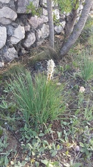 Asphodeline taurica