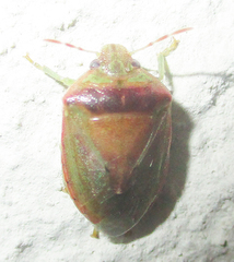 Piezodorus purus
