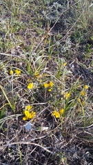 Genista albida