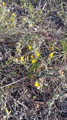 Genista albida