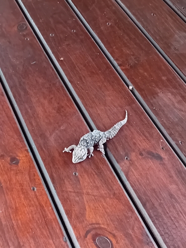 Fischer's Thick-toed Gecko