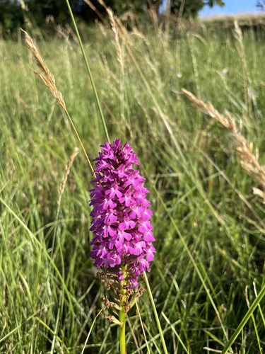 pyramidal orchid