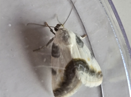 Chalky Bird Dropping Moth photo 6