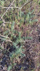Seseli dichotomum