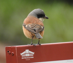 Lanius collurioides