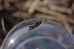 Aglaostigma aucupariae