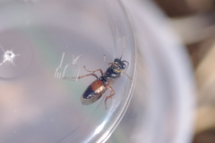 Aglaostigma aucupariae