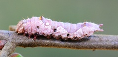 Hyparpax aurora