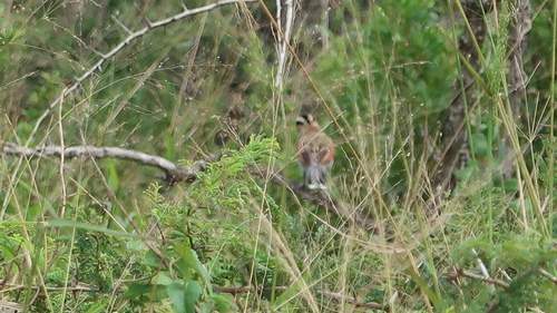 Black-crowned Tchagra (Tchagra senegalus), photo 5