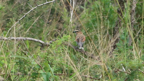 Black-crowned Tchagra (Tchagra senegalus), photo 6