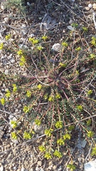 Euphorbia petrophila