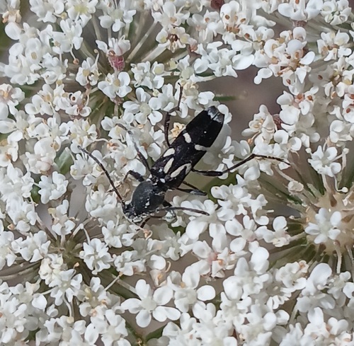 Chlorophorus pelleteri