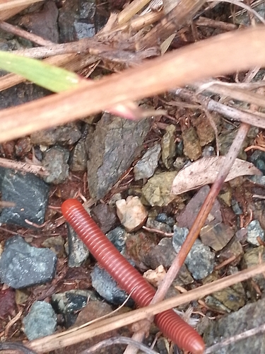 Rusty Millipede