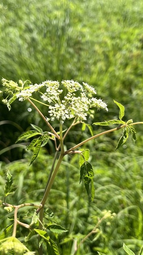 water hemlock