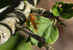Theronia