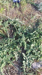 Centaurea salonitana