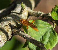 Theronia