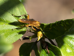 Theronia