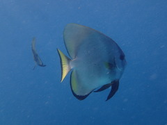 Platax boersii