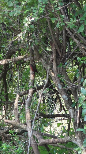 African Firefinch (Lagonosticta rubricata), photo 4