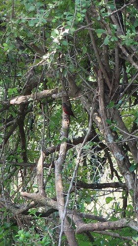 African Firefinch (Lagonosticta rubricata), photo 5
