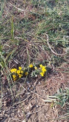 Genista albida