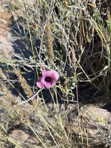Butterfly Bushviolet