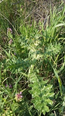 Carduus arabicus