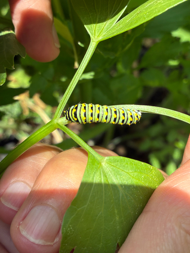 Black Swallowtail