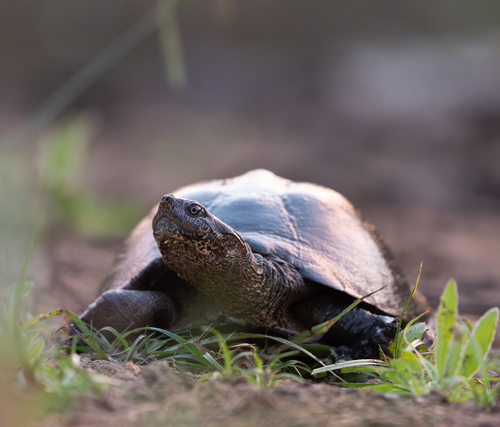 Serrated Hinged Terrapin
