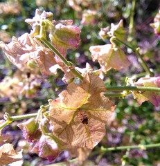 Mirabilis ovata