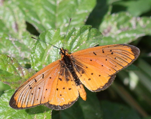 Rooibok Acraea