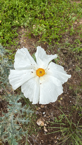 Argemone aurantiaca, photograph 4