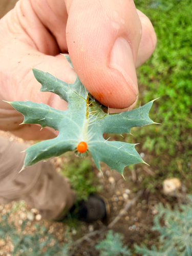 Argemone aurantiaca, photograph 5