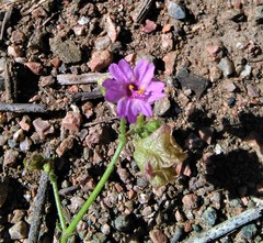 Mirabilis ovata