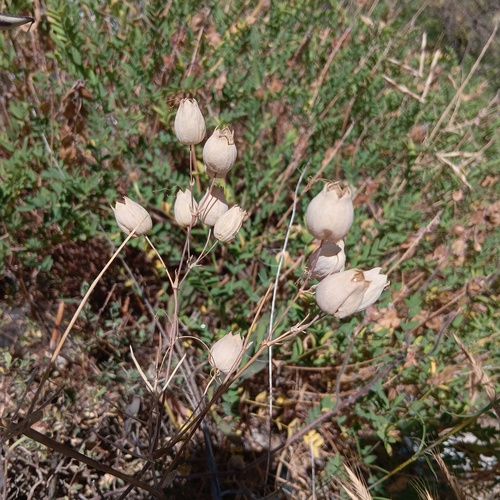 bladder campion