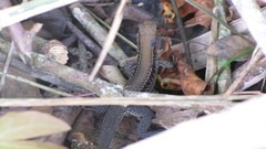 Holcosus undulatus stuarti