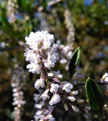 Aloysia gratissima