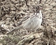 Vesper Sparrow
