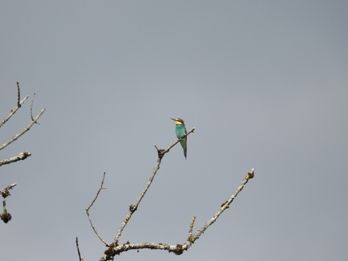 European Bee-eater