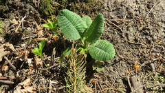 Primula elatior