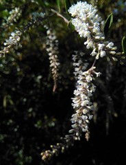 Aloysia gratissima