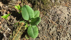 Primula elatior