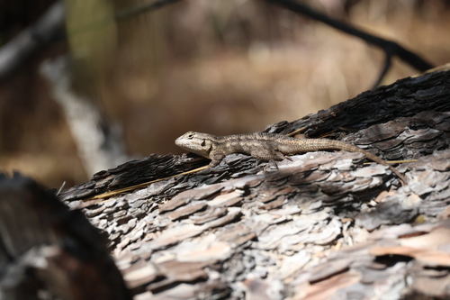 Southern Sagebrush Lizard, San Diego County, CA, USA, photo 10 of 10