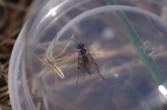 Aglaostigma aucupariae