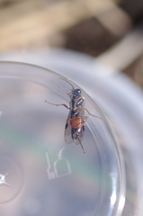 Aglaostigma aucupariae